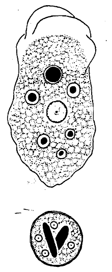 2294_Entamoeba histolytica.png