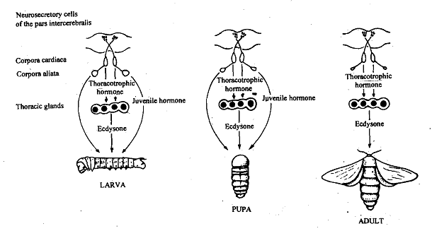 2294_Neurosecretory Systems.png