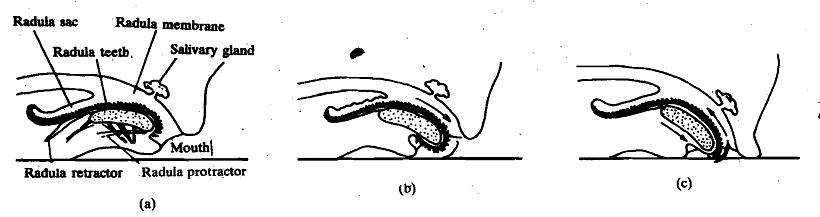 2297_Feeding on Food Masses.png