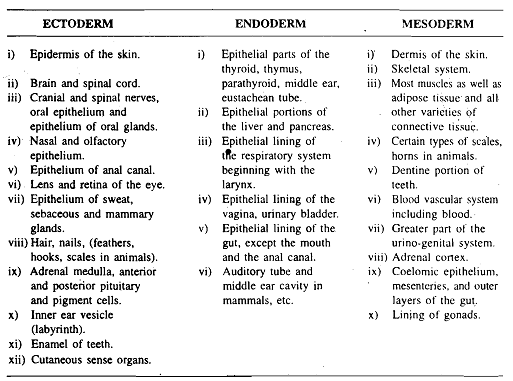 2321_Fate of the germ layers.png