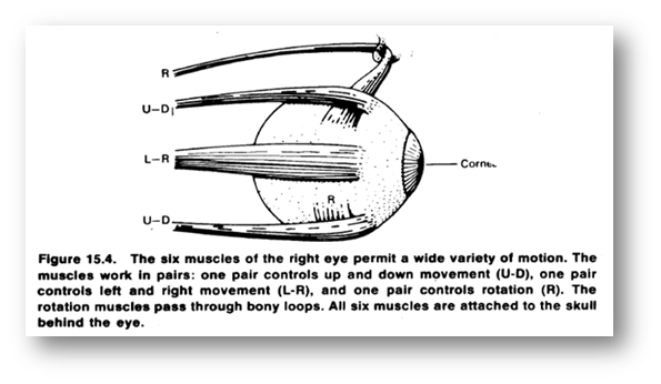 2323_PHYSICS OF EYES AND VISION 2.png