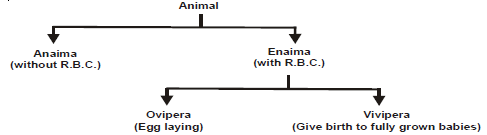 2327_animal clssification.png