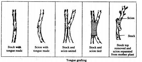 Image result for tongue grafting
