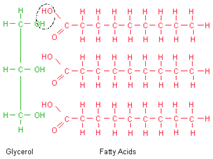 2331_fats and lipids.png