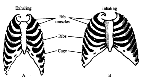 2339_The intercostal muscles.png