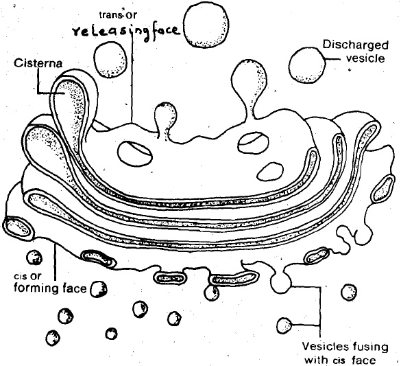 2347_golgi apparatus.jpg