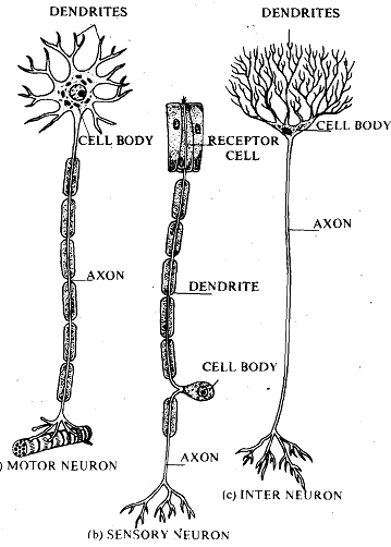 234_neuron.png