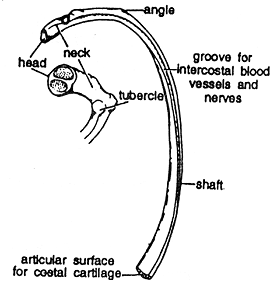 2358_rib structure.png