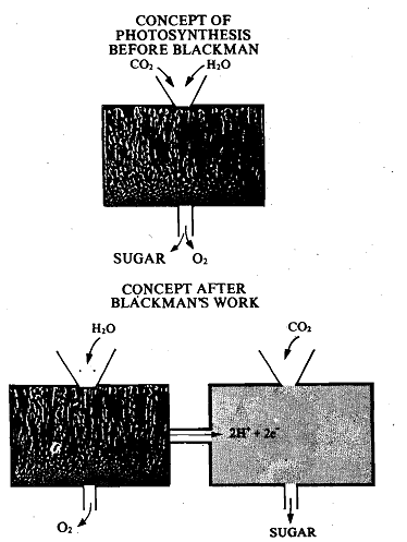 2363_Evidence for Existence of Light and Dark Reactions.png