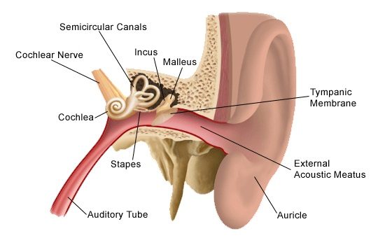 237_Anatomy and physiology of the Ear.png