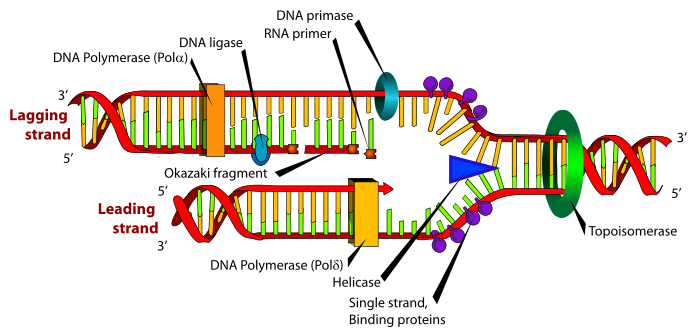 2380_DNA replication.png