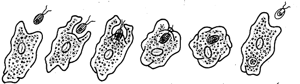 2387_Nutrition occurs in Protozoans.png