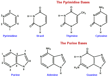 2396_the pyrimidine bases.png