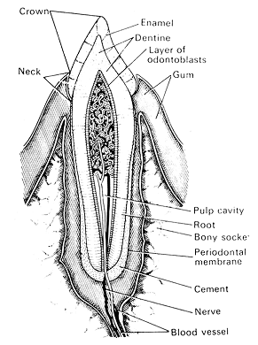 2398_tooth structure.png