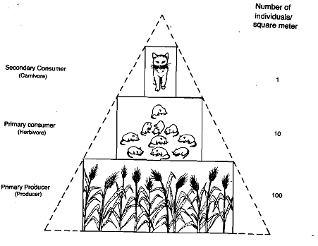 2405_Pyramid of Numbers - Ecological Pyramids.png