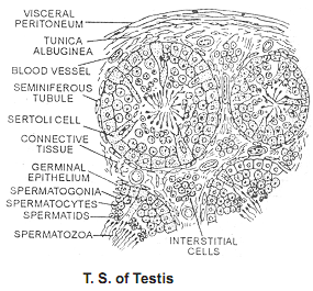 2406_testis.png