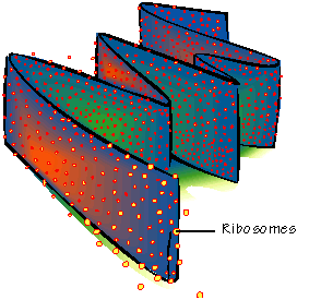 2410_Ribosomes.png