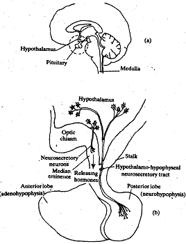 2412_Hypothalamus and Pituitary.png