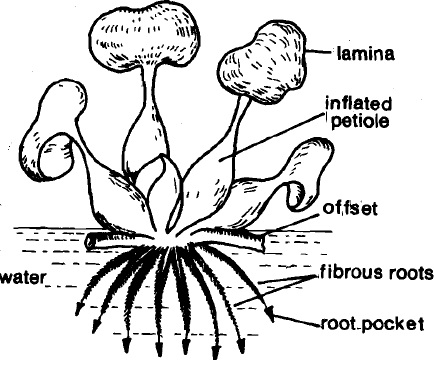 2422_free floating plant.jpg