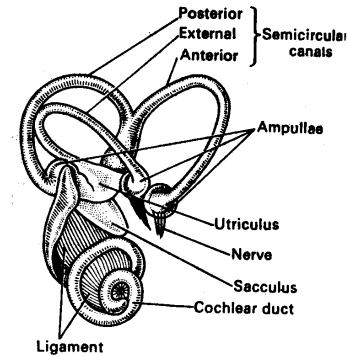 242_internal ear.png