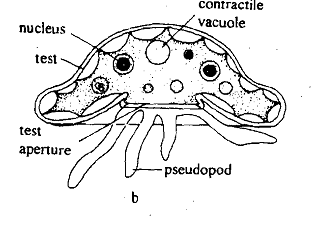 244_Shell - body form Protozoans 1.png