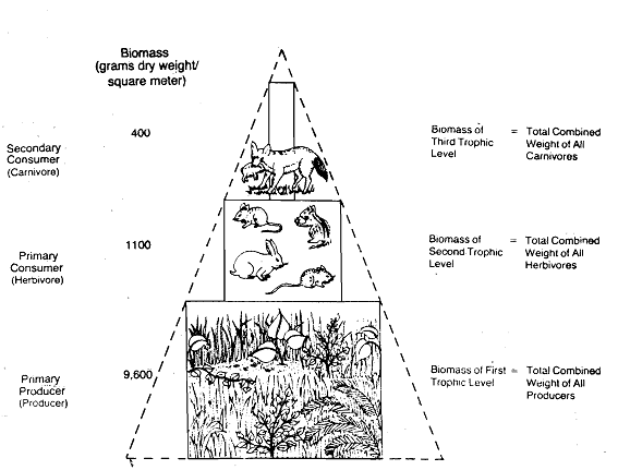 2452_Pyramid of Biomass - Ecological Pyramids.png