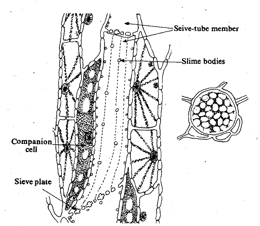 245_Types of cells in Phloem.png