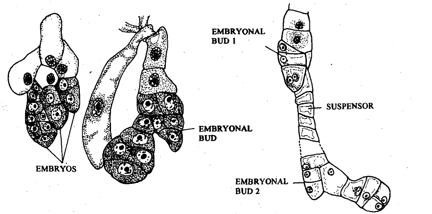 2461_Zygotic or Suspensor Polyembryony.png