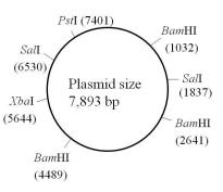 2469_List the Exact Sizes of the Fragments of Digests.png