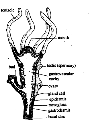 2474_Hydra – Metazoa.png