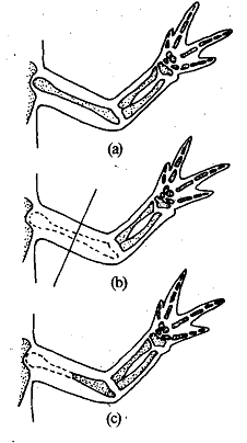 2485_Problem of Potency of Blastema Cells.png