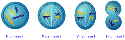 2486_Meiosis.png