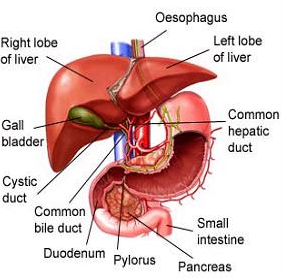2488_Explain the Structure and Functions of Liver.png