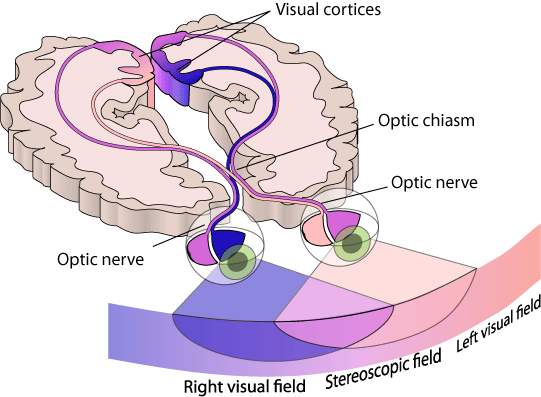 Eye And Visual Pathways, Neuroscience, Assignment Help