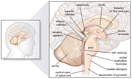 2499_Anatomy of the cerebellum.png