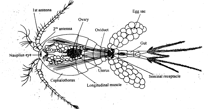 249_Crustacea.png