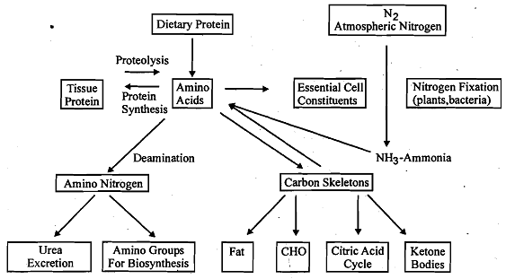 252_nitrogen and amonia.png