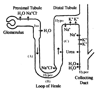 257_Transport properties of Loop of Henle.png