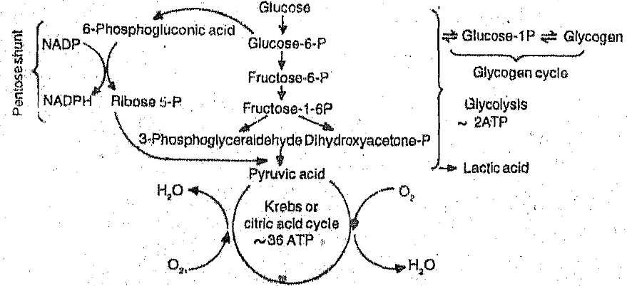 266_Glucose metabolism by EMP pathway.png