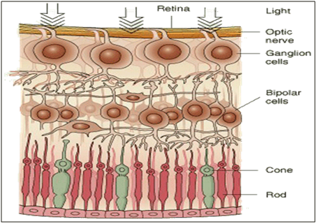 269_The retina – the light detector of the eye 3.png