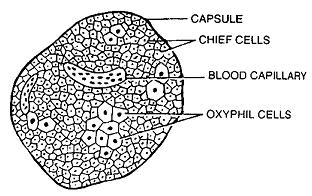 269_parathyroid gland.png