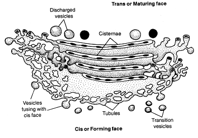 270_golgi body.png