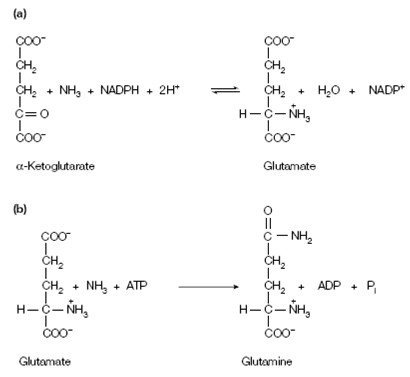 272_Glutamate dehydrogenase.png
