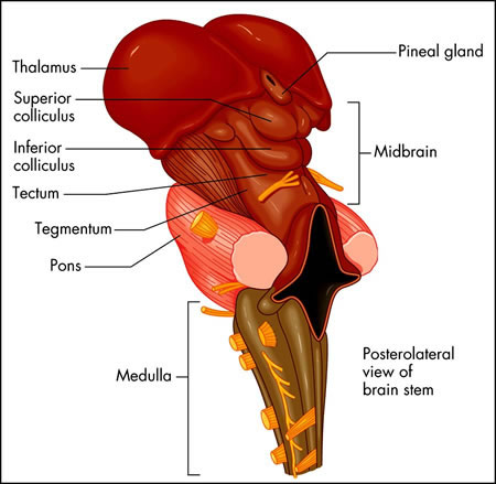 282_brainstem.jpg