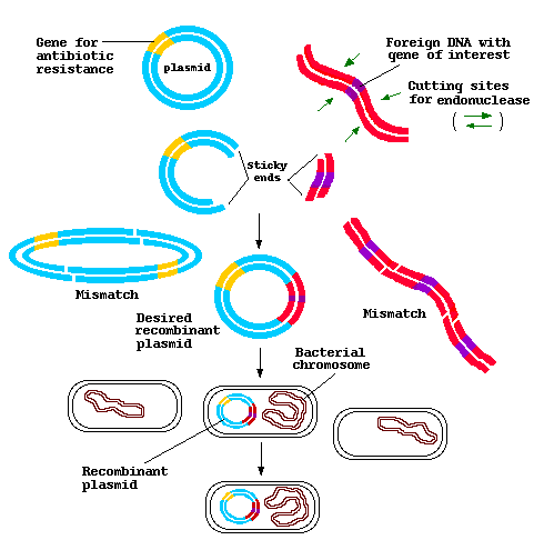 305_Plasmids.png