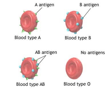 306_ABO Blood Grouping System.jpg