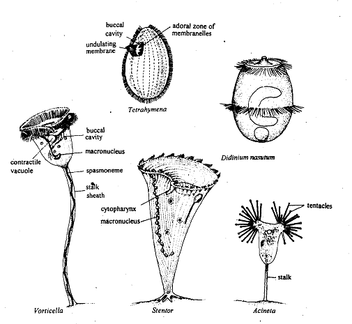 317_Ciliated Protozoan.png