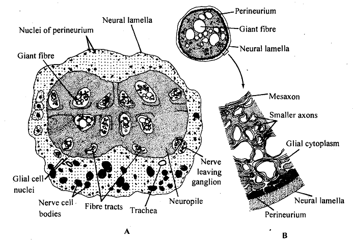 319_Ganglia.png