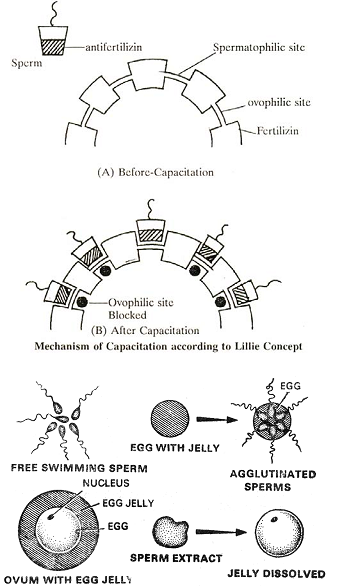 340_capacitation and contact.png