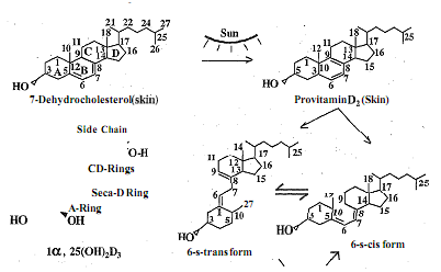 341_Vitamin D.png